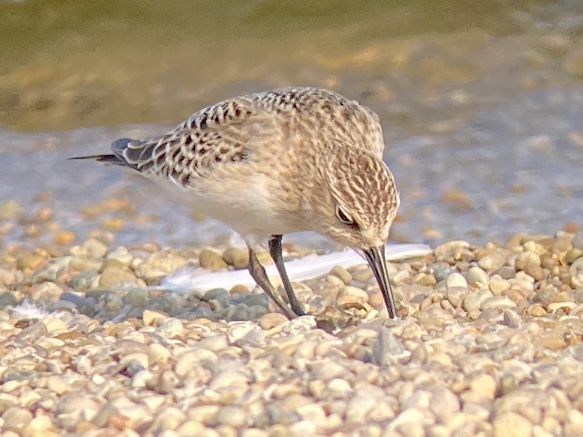 Baird's Sandpiper - ML368547331