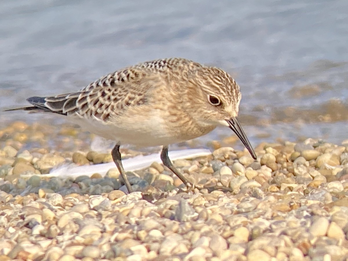 Baird's Sandpiper - ML368547361