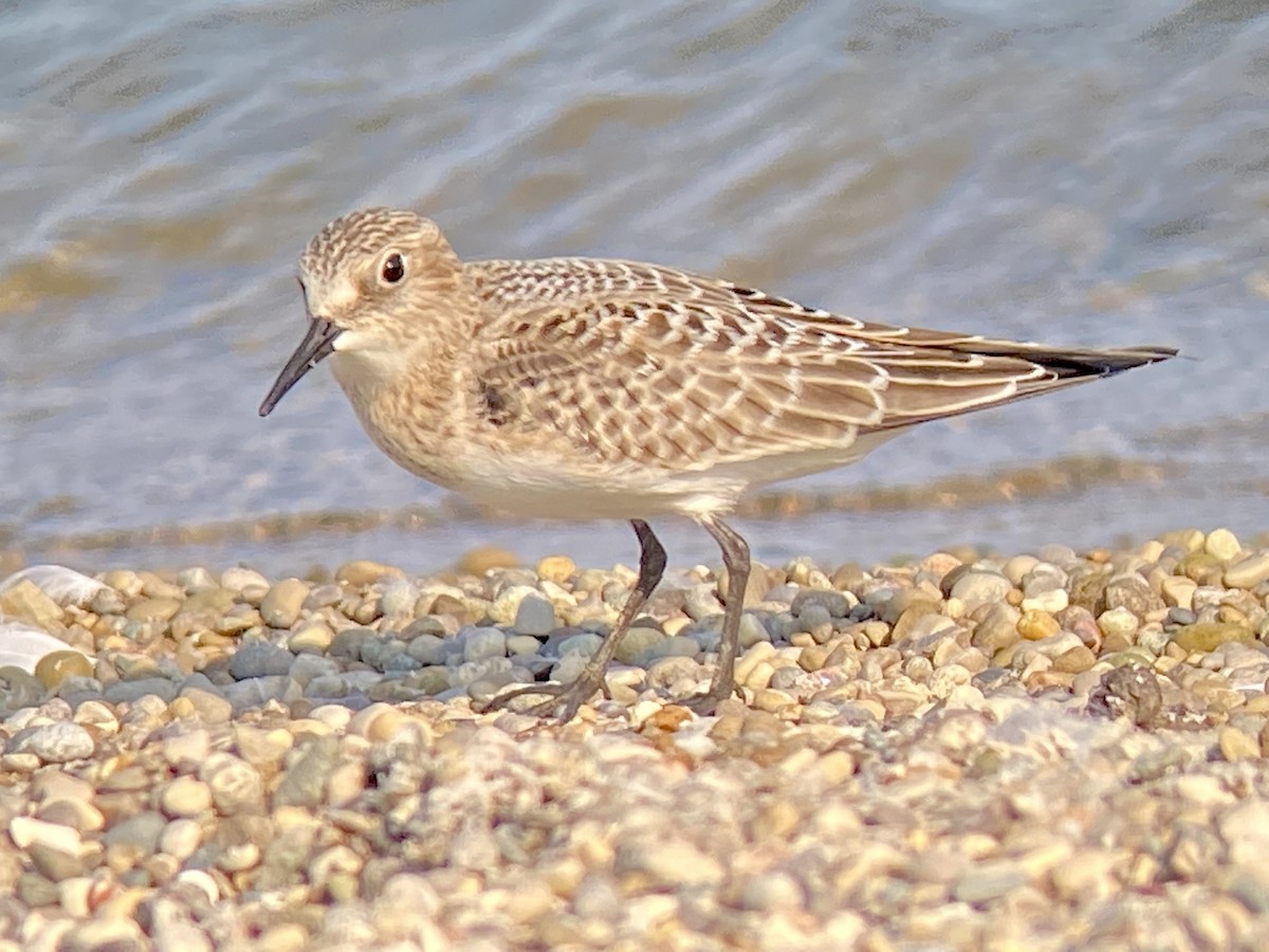 Baird's Sandpiper - Patty & Kevin 👀👂🏻🦆 McKelvey