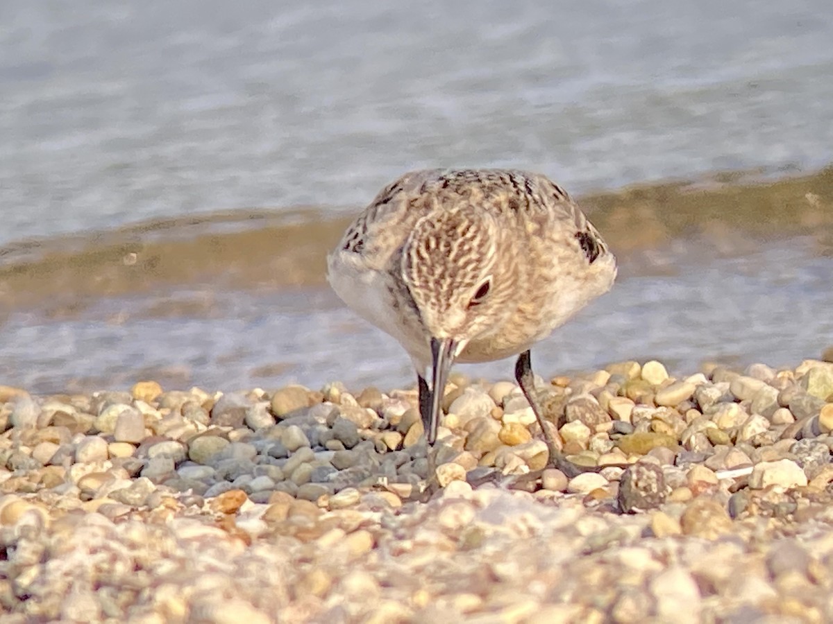 Baird's Sandpiper - ML368547411