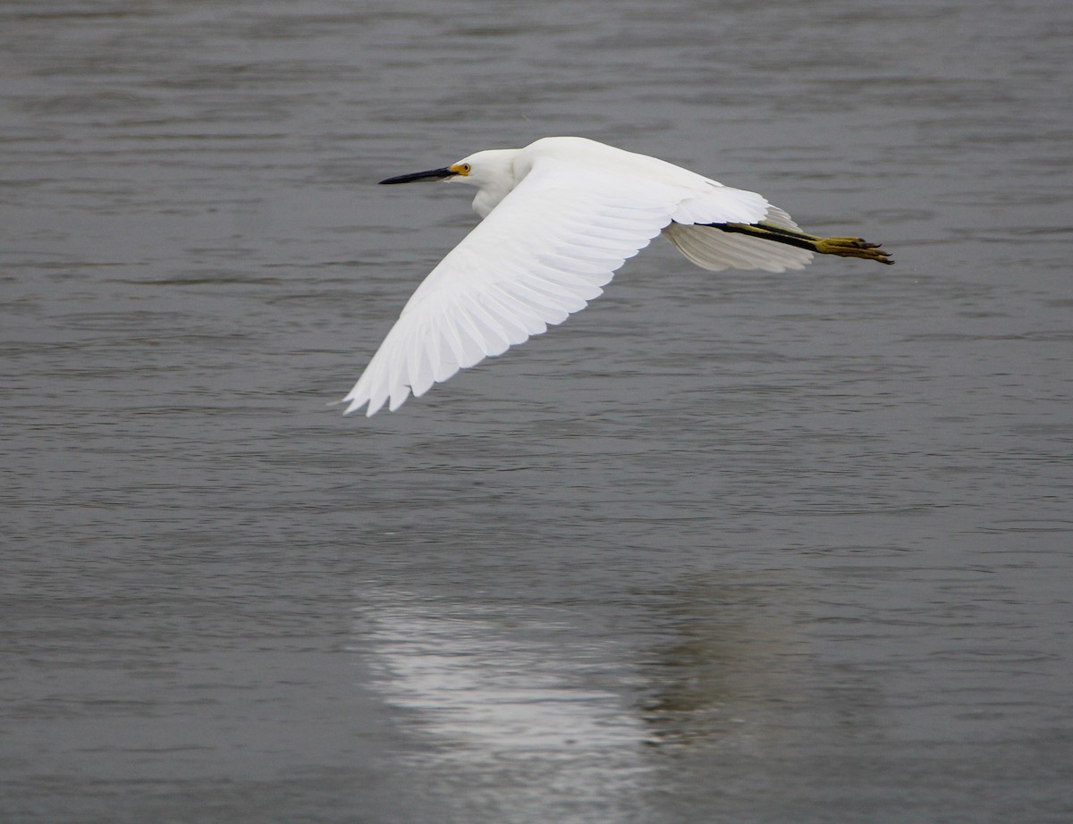 Snowy Egret - ML368547641