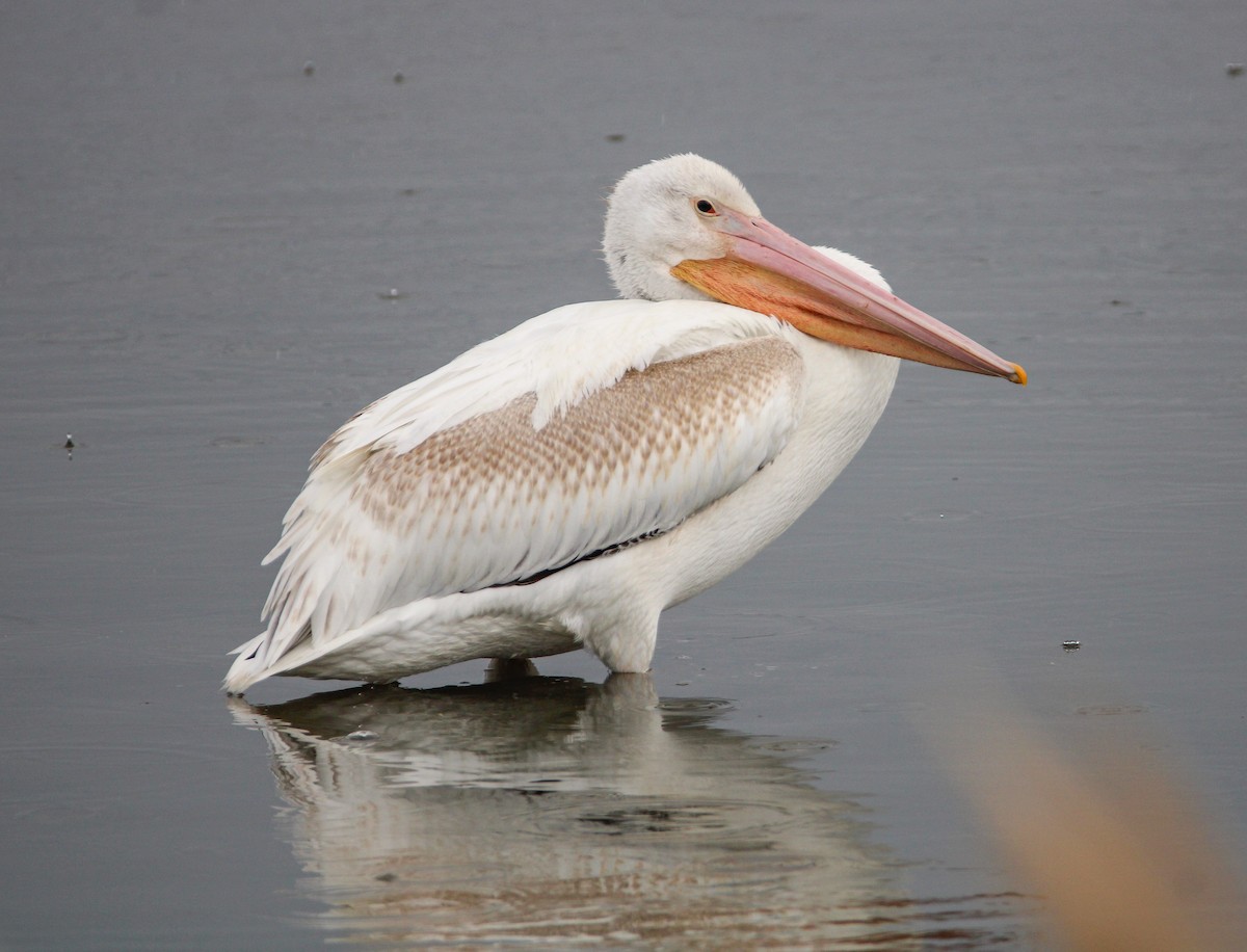 American White Pelican - ML368547921