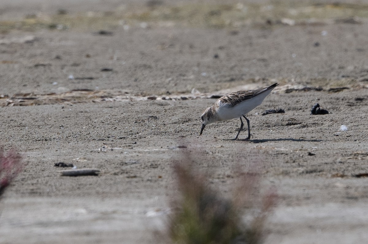 Little Stint - ML368548821