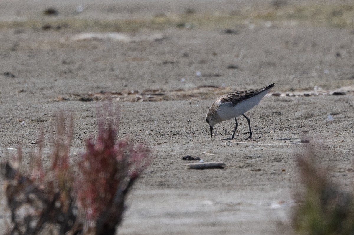 Little Stint - ML368548831