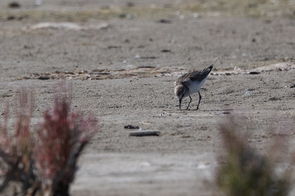 Little Stint - ML368548841