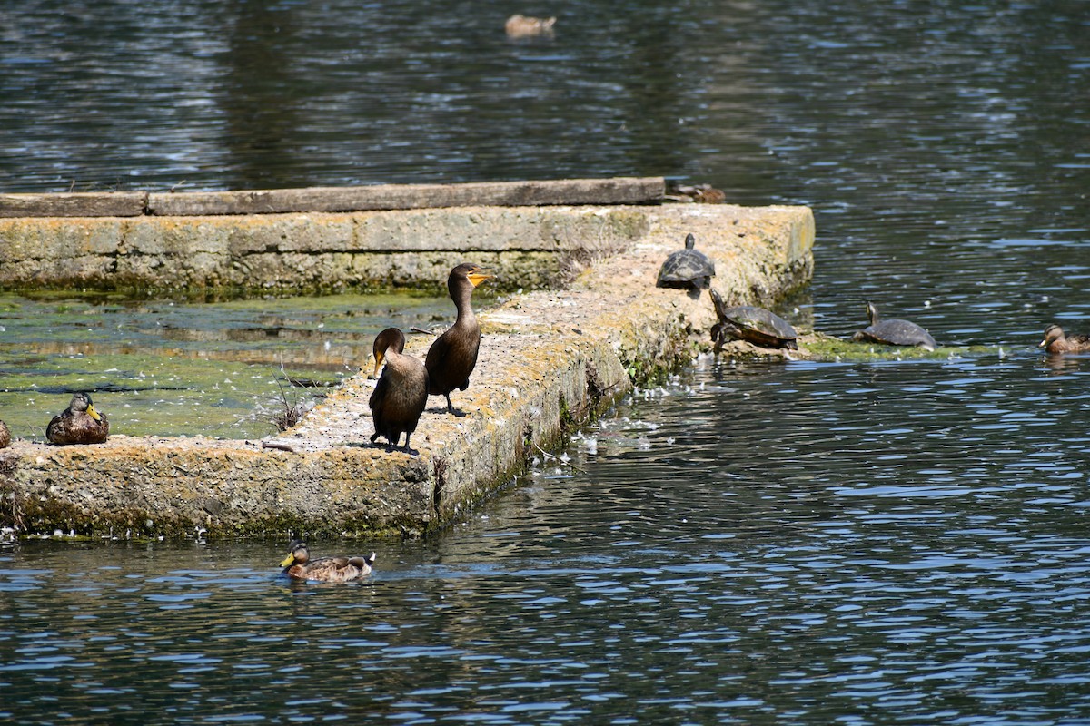 Double-crested Cormorant - Anonymous