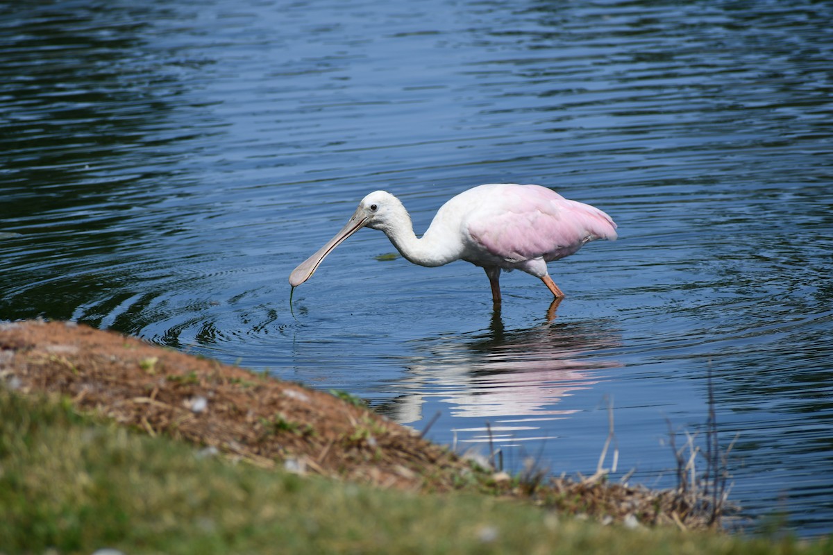 Roseate Spoonbill - Anonymous