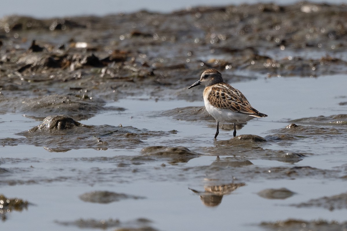 Little Stint - ML368549401