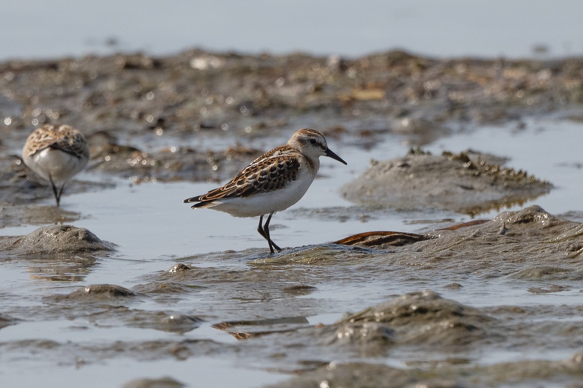 Little Stint - ML368549551