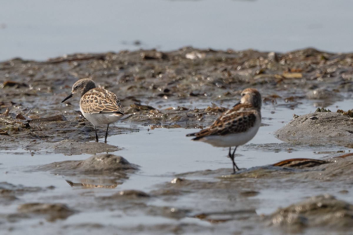 Little Stint - ML368549581