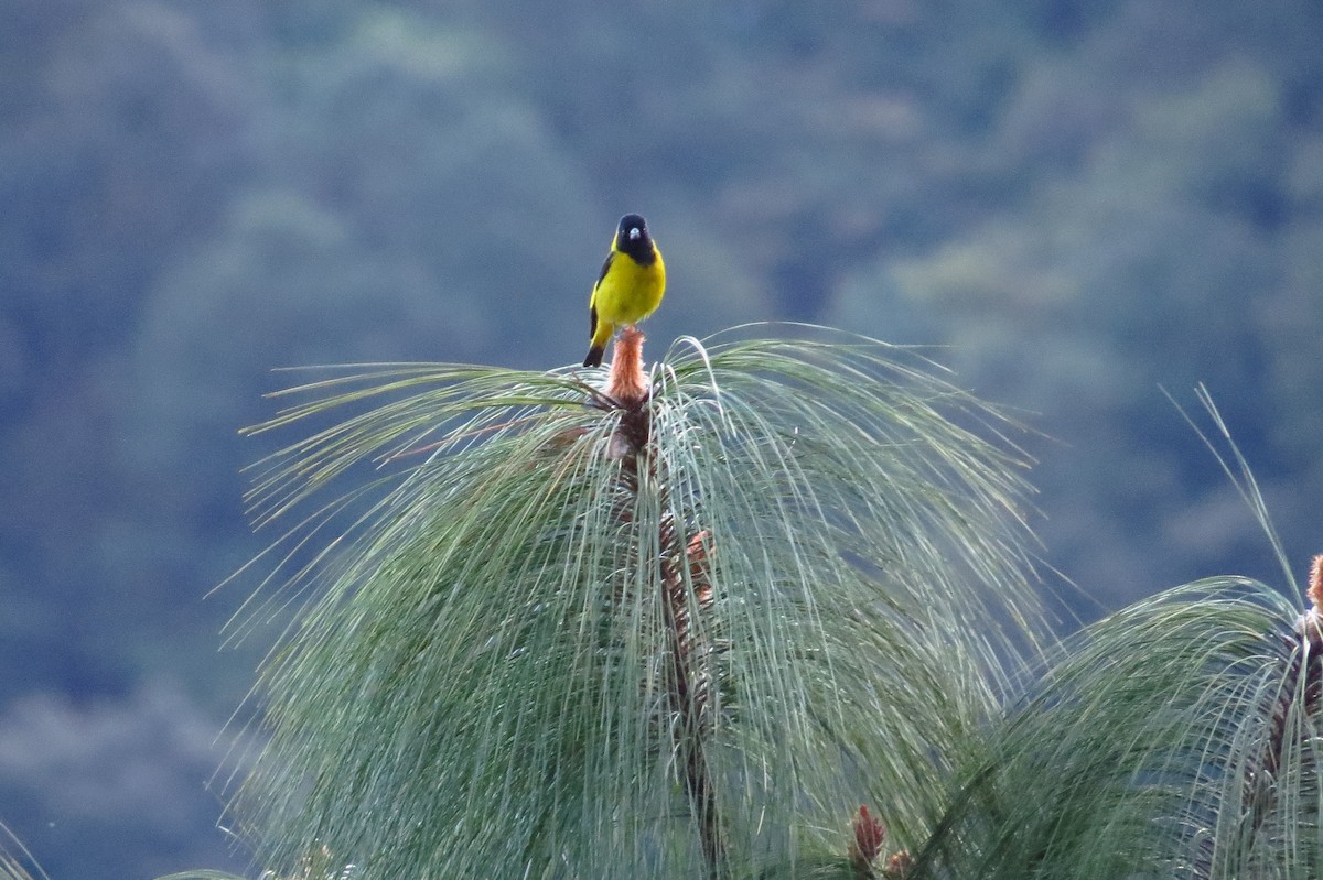 Black-headed Siskin - Bryant Olsen