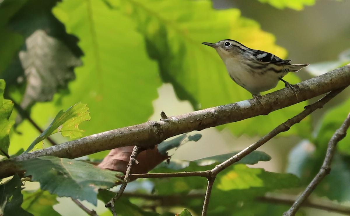 Black-and-white Warbler - Rob Bielawski
