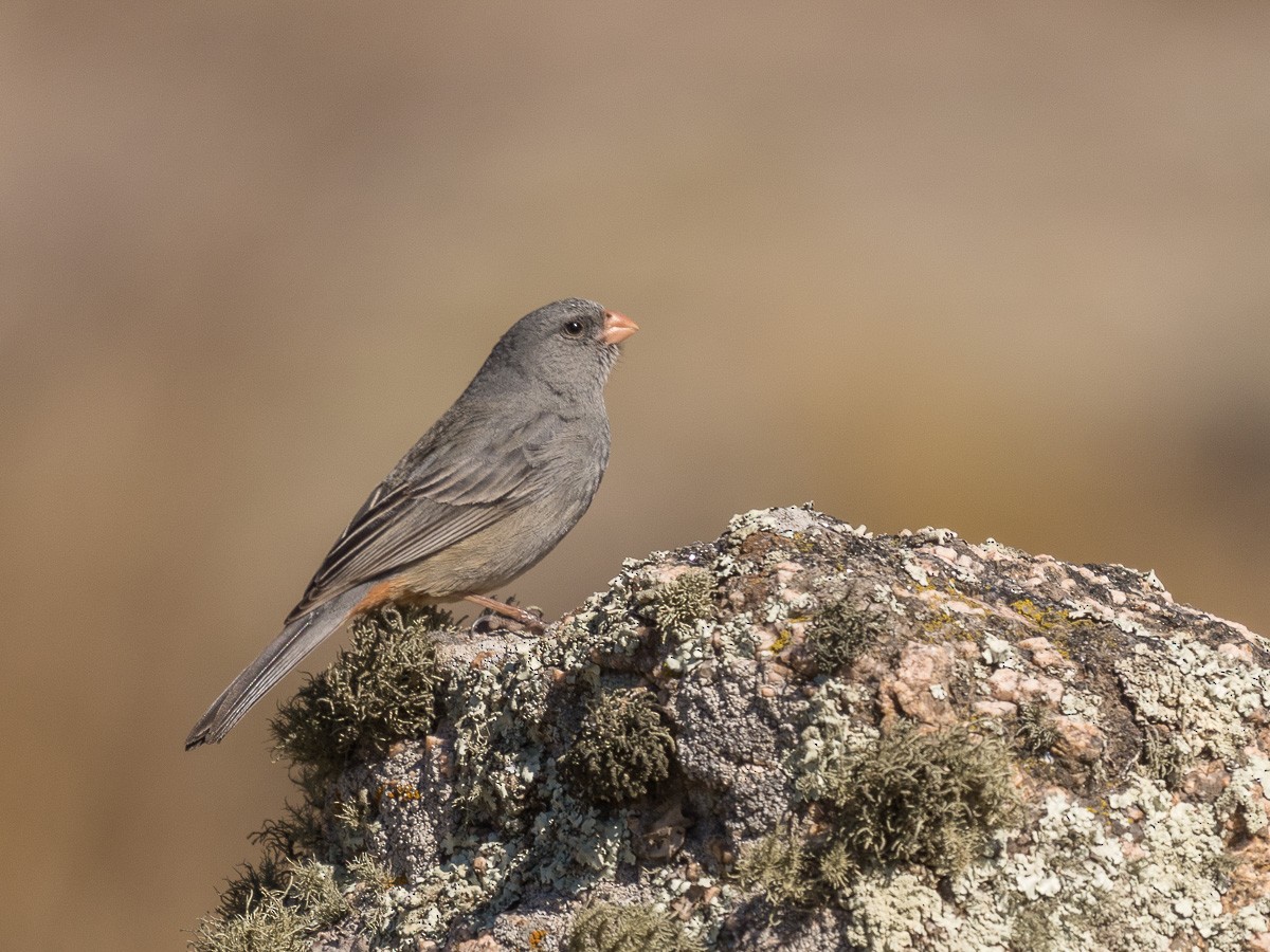 Plain-colored Seedeater - Jorge Claudio Schlemmer