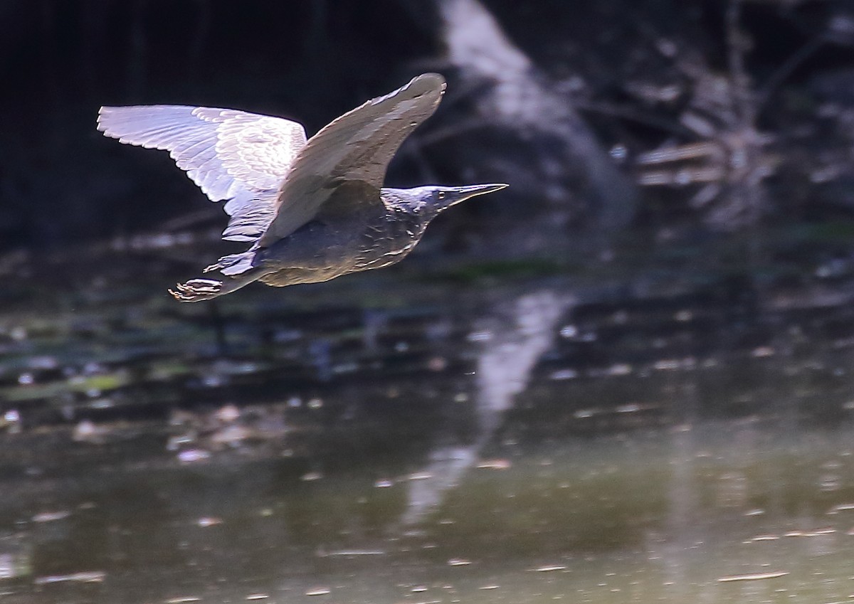 Black Bittern - ML36855411