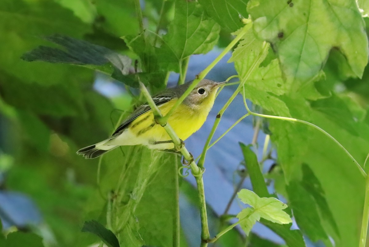 Magnolia Warbler - ML368554201