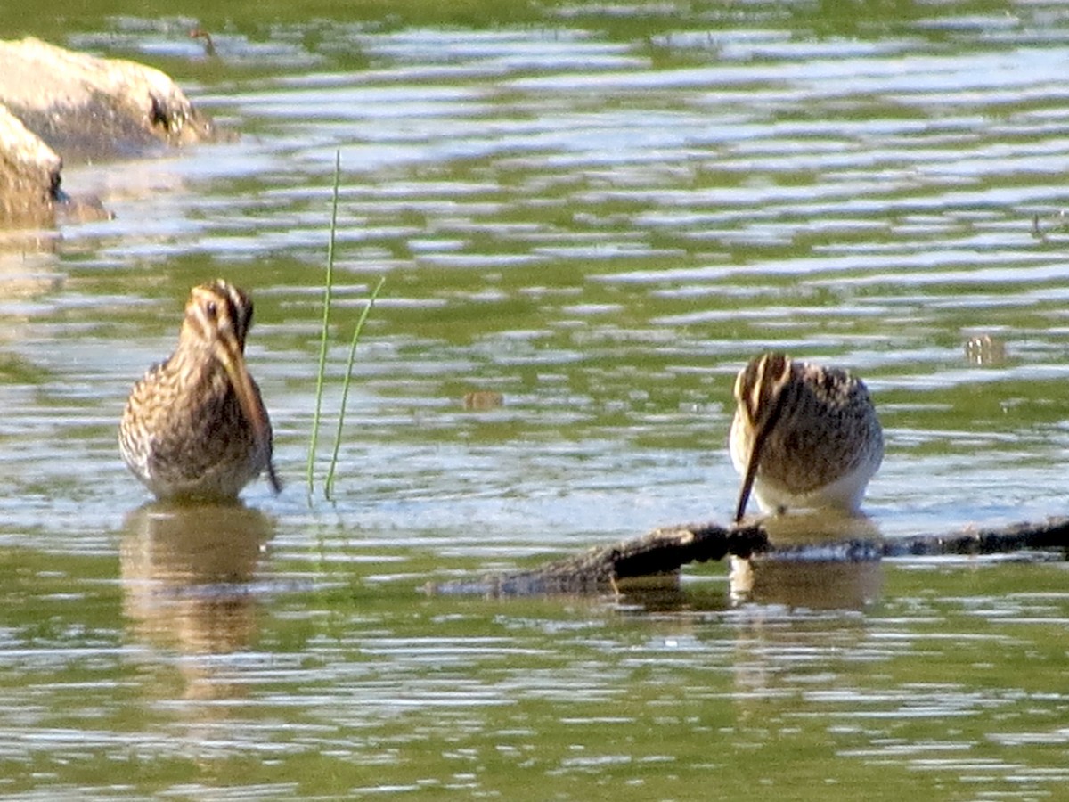 Wilson's Snipe - ML368559351