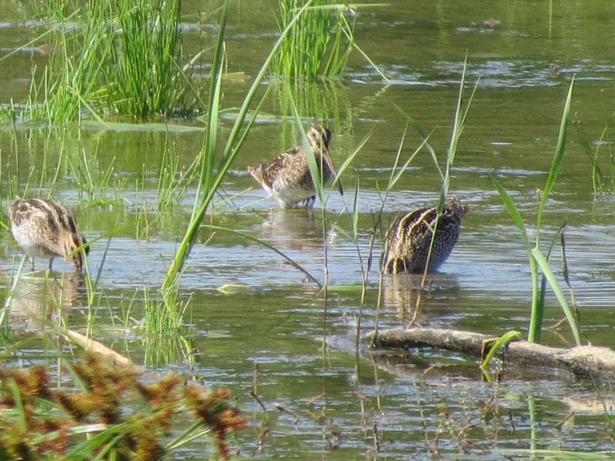 Wilson's Snipe - Ethan Maynard