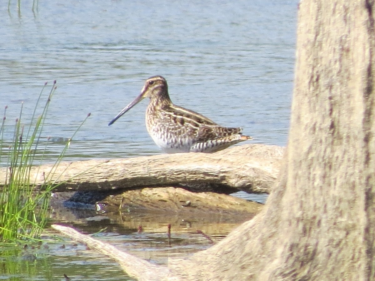 Wilson's Snipe - ML368561681