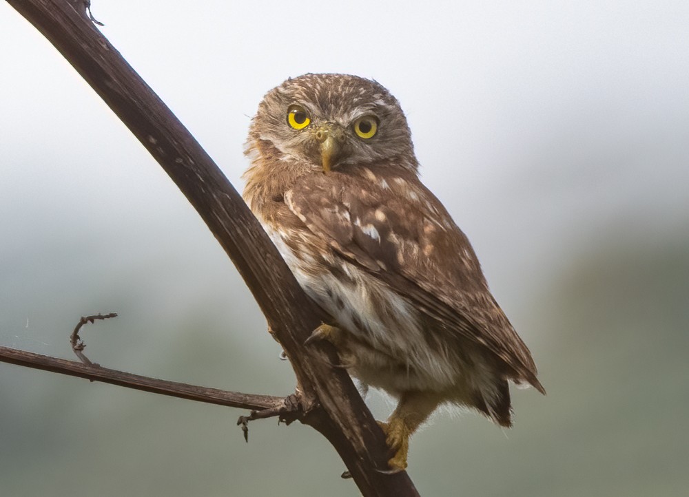 Peruvian Pygmy-Owl - ML368563171