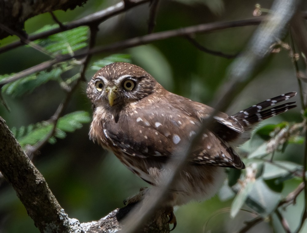 Peruvian Pygmy-Owl - ML368563201