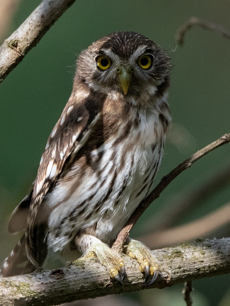 Peruvian Pygmy-Owl - ML368563211