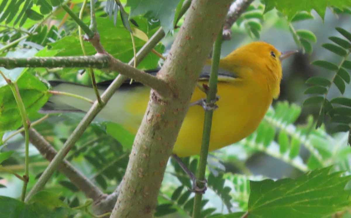 Prothonotary Warbler - ML368563661