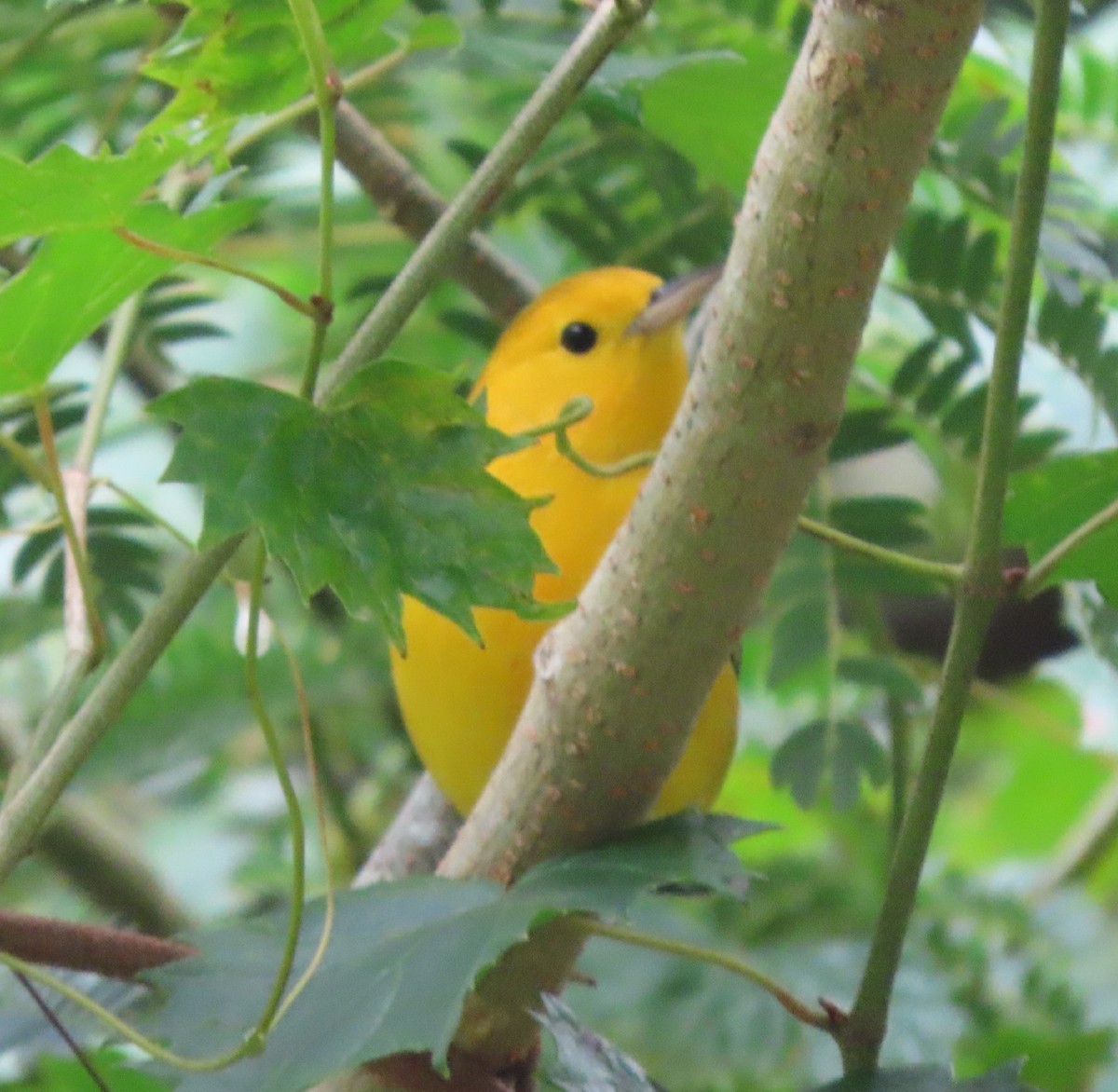 Prothonotary Warbler - ML368563741