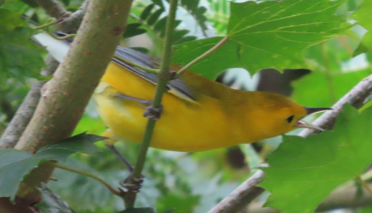 Prothonotary Warbler - ML368563751