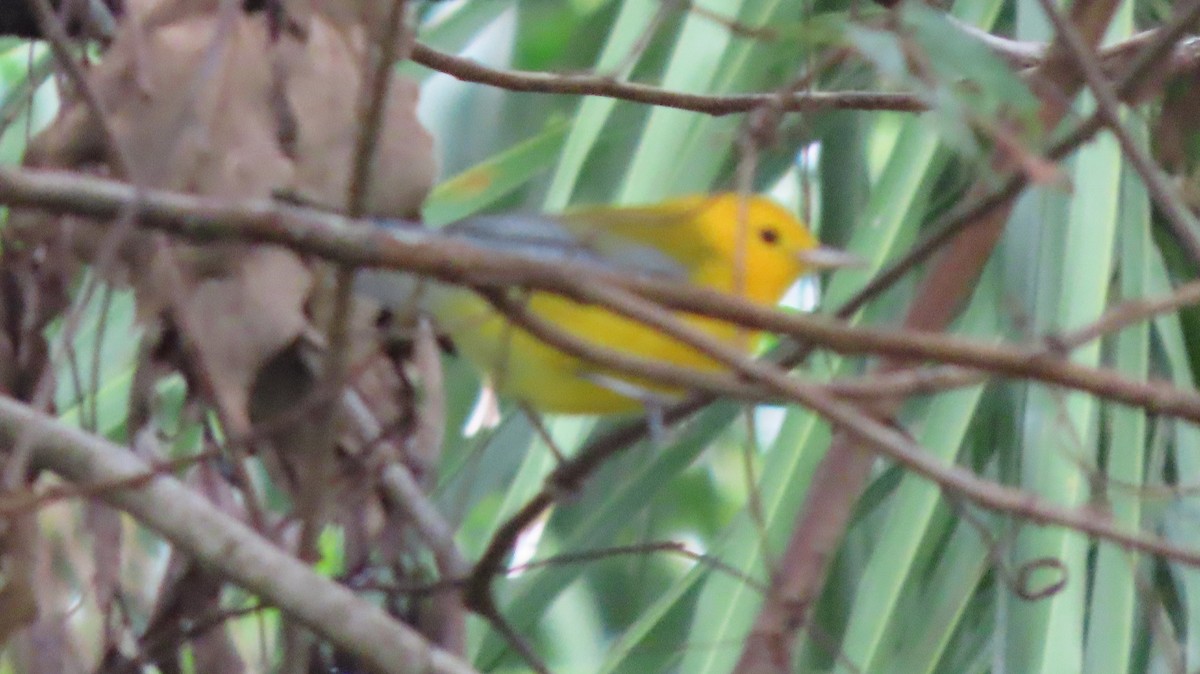 Prothonotary Warbler - Cathleen Burns