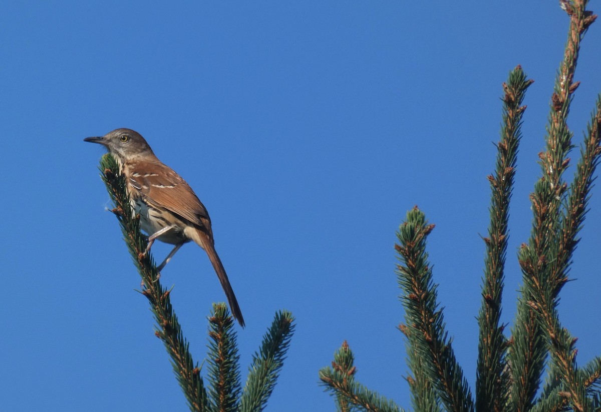 Brown Thrasher - ML368566391