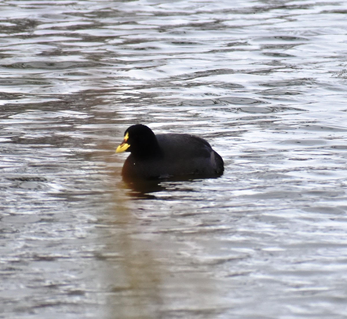 Red-fronted Coot - ML368567031