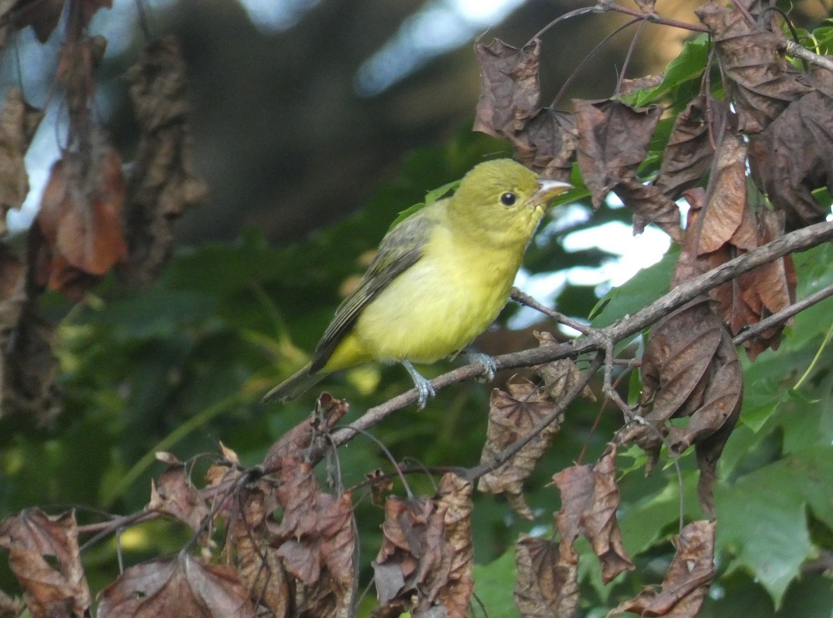 Scarlet Tanager - ML368567071