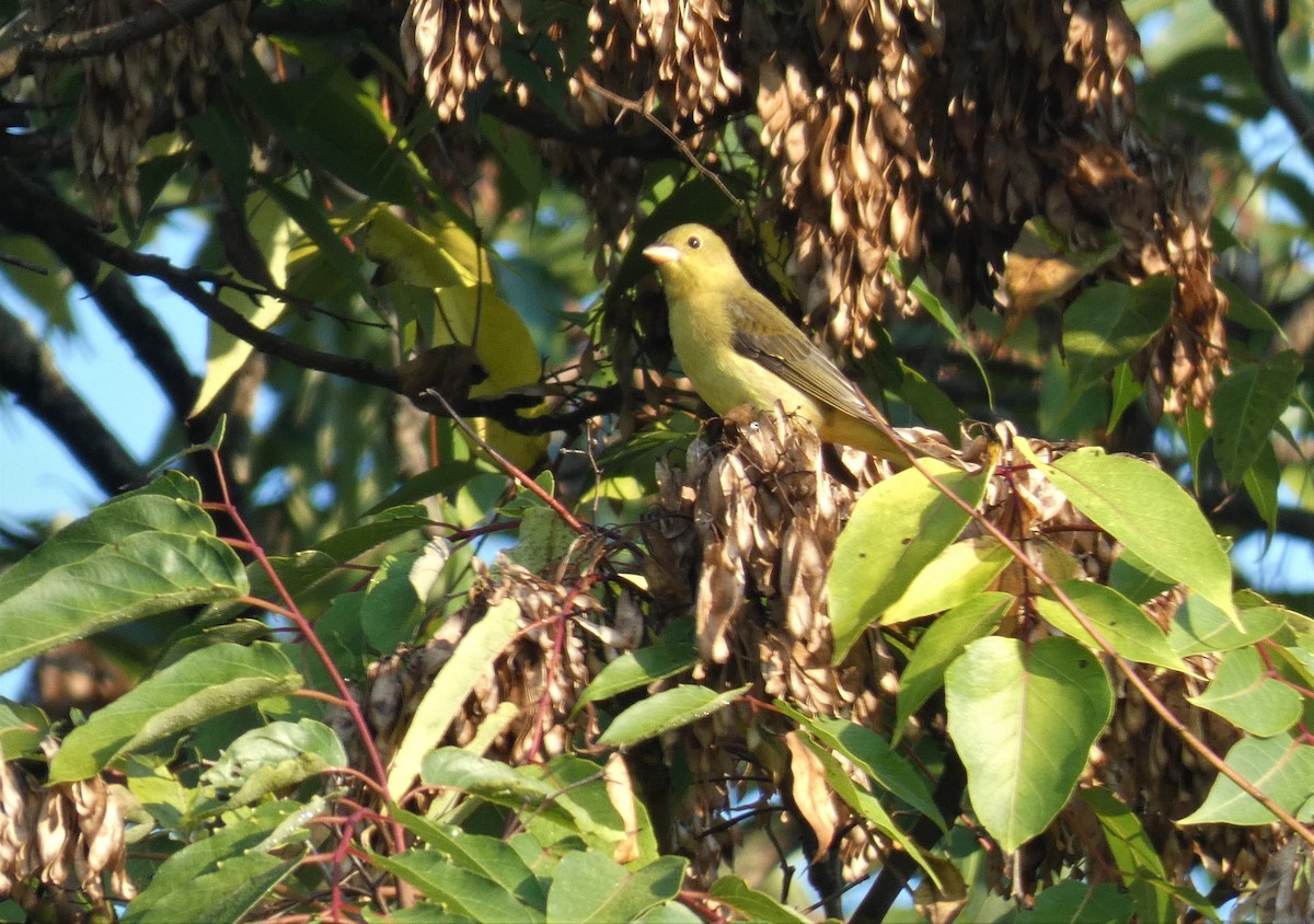 Piranga écarlate - ML368567081