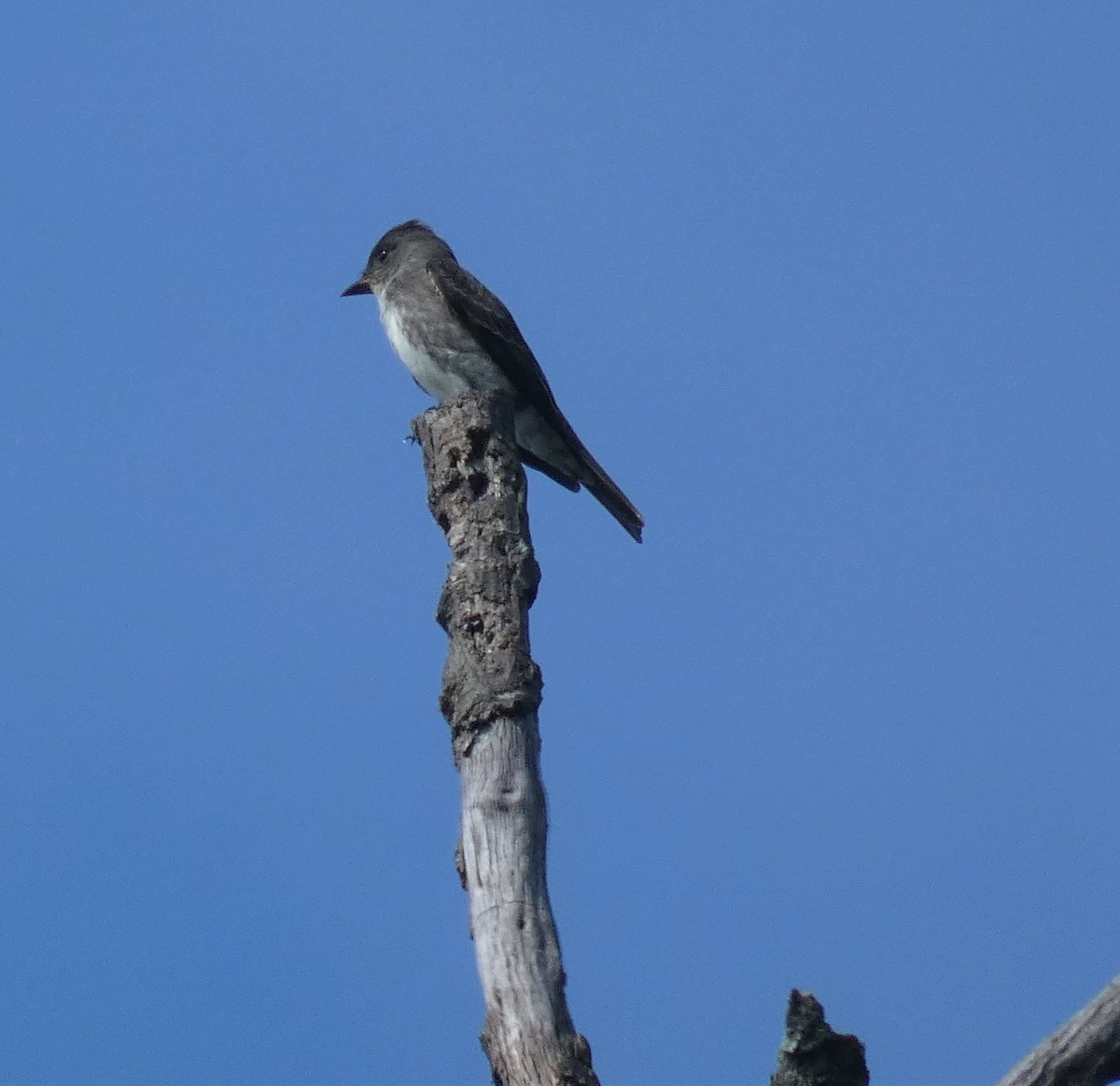 Olive-sided Flycatcher - ML368567211