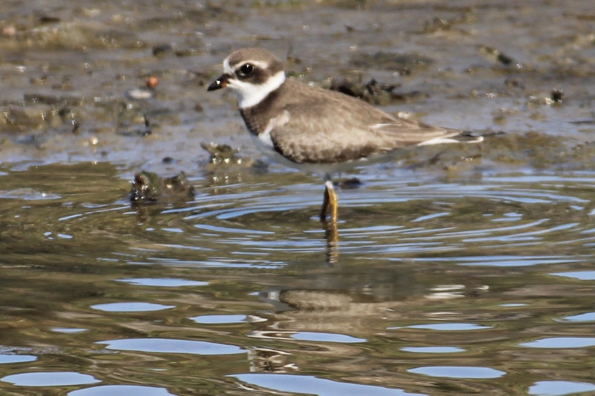 Semipalmated Plover - Michael Hedstrom