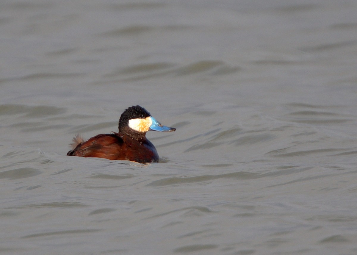 Ruddy Duck - ML368567891