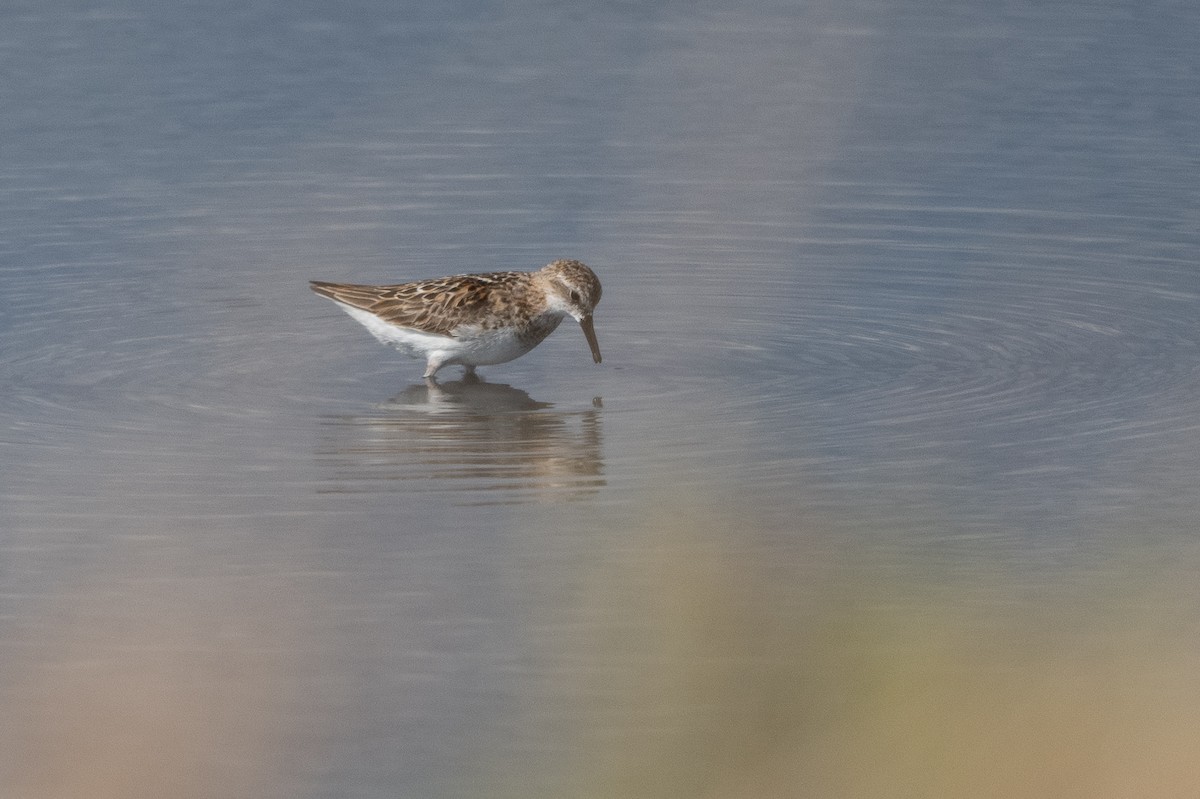 Zwergstrandläufer - ML368568581