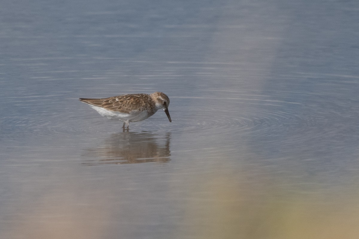 Zwergstrandläufer - ML368568591