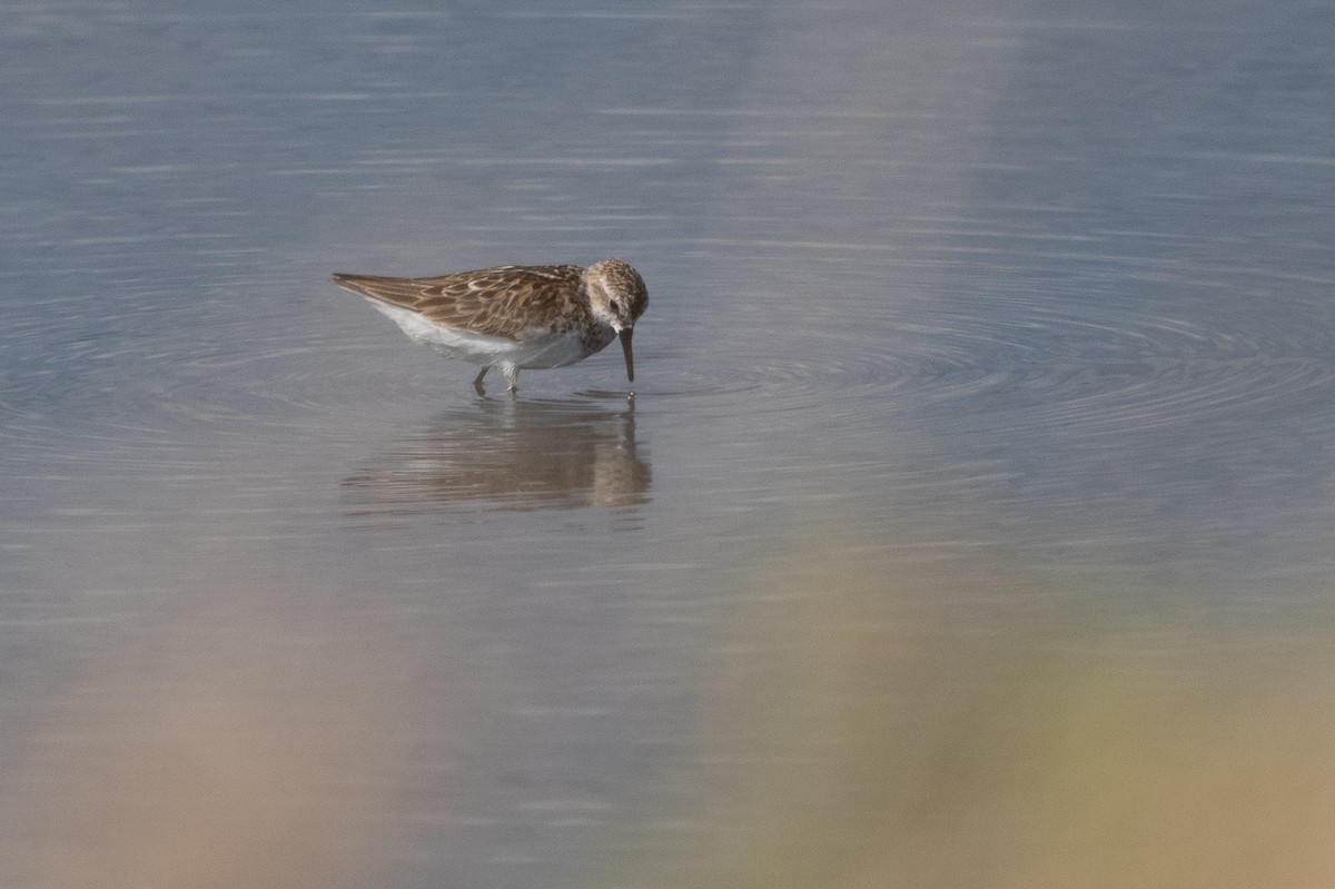 Little Stint - ML368568601