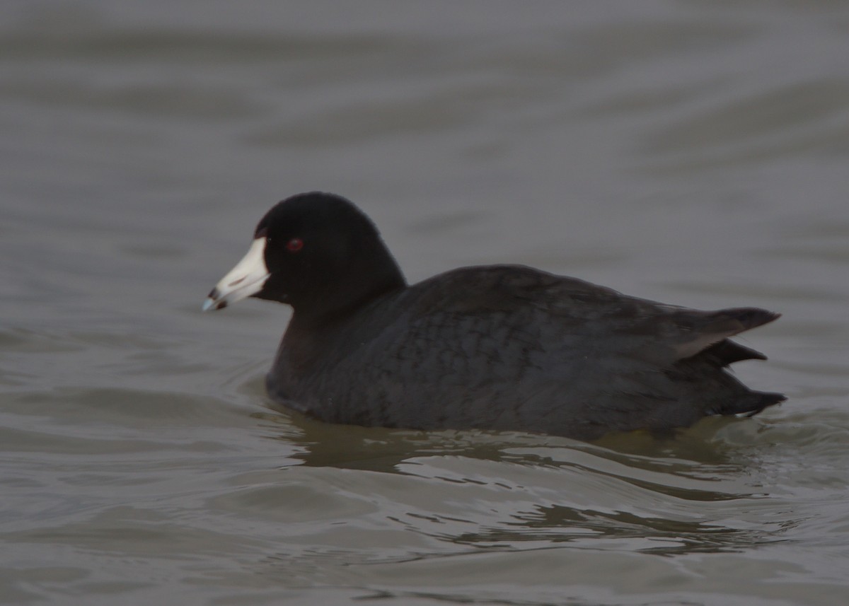 American Coot (Red-shielded) - ML368568671