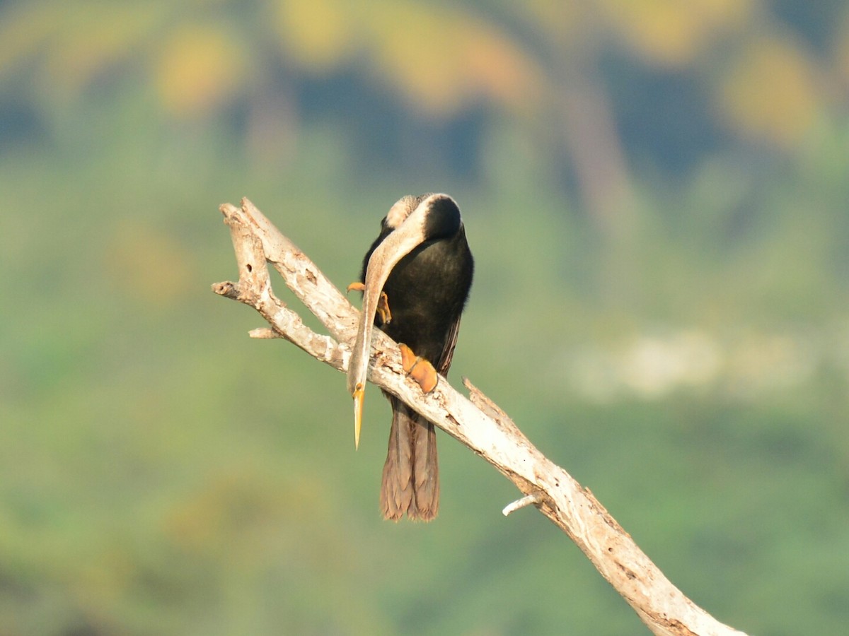 Oriental Darter - ML36856931