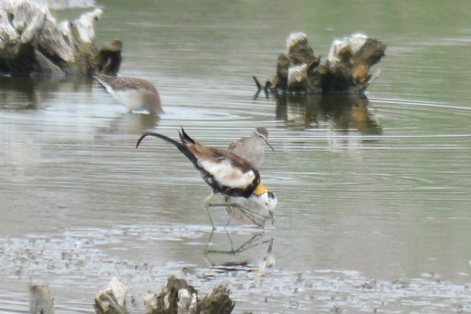 Jacana à longue queue - ML36856941