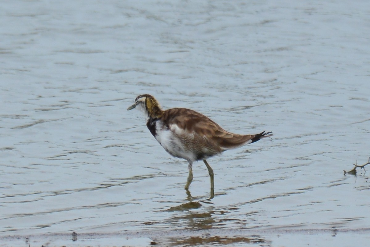 Pheasant-tailed Jacana - ML36856951