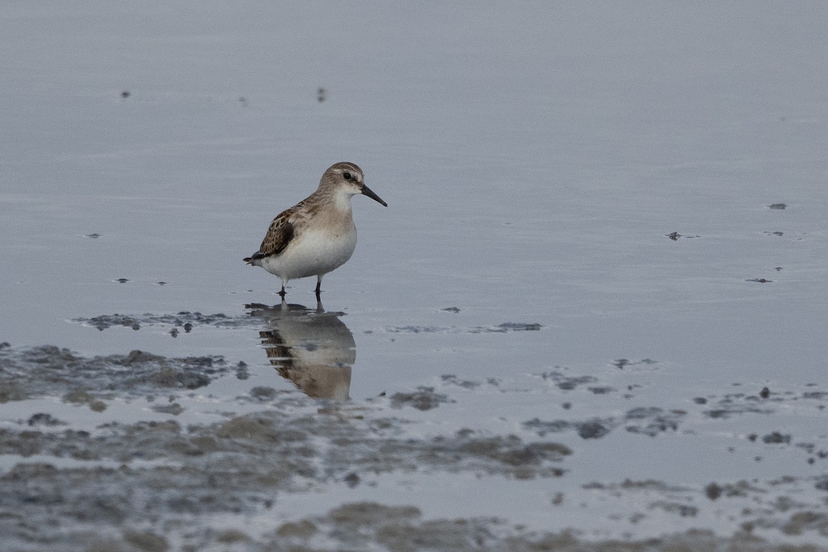 Zwergstrandläufer - ML368569761