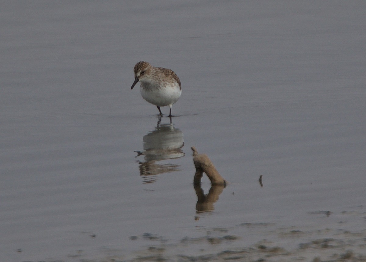 Semipalmated Sandpiper - ML368570331