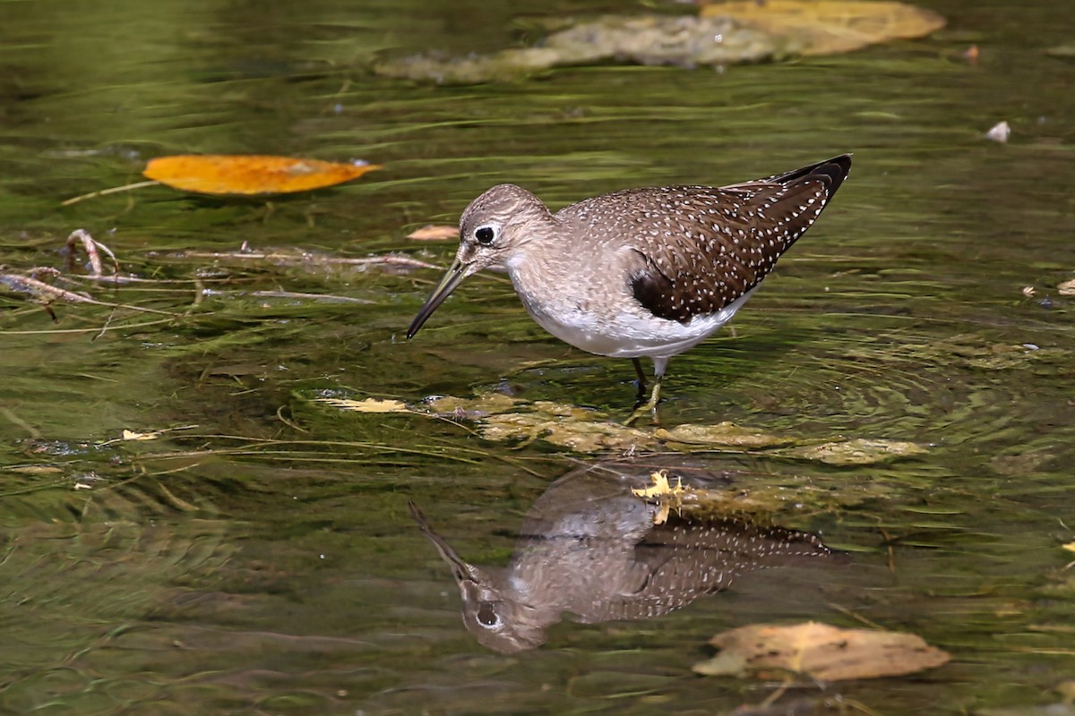 Solitary Sandpiper - ML368571211