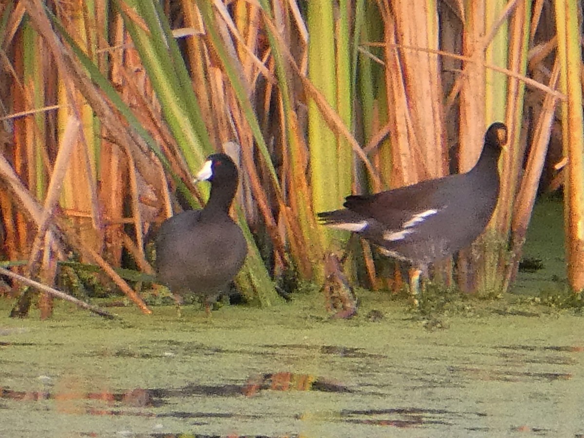 American Coot - ML368571881