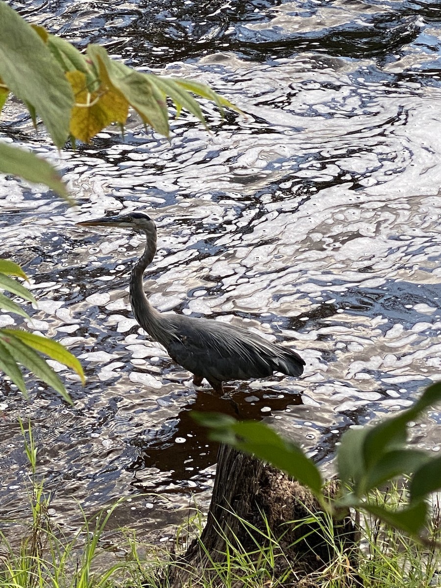 Great Blue Heron - ML368573231