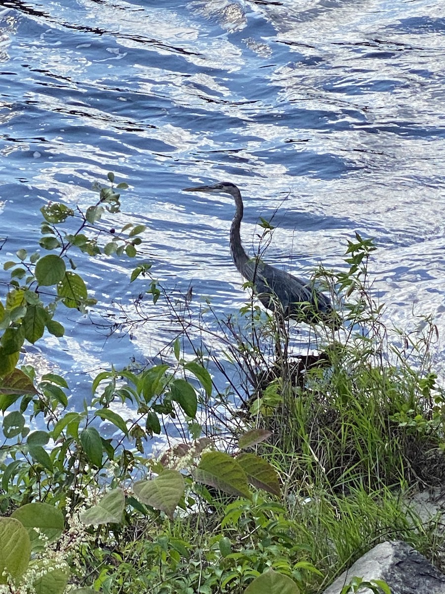 Great Blue Heron - ML368573251