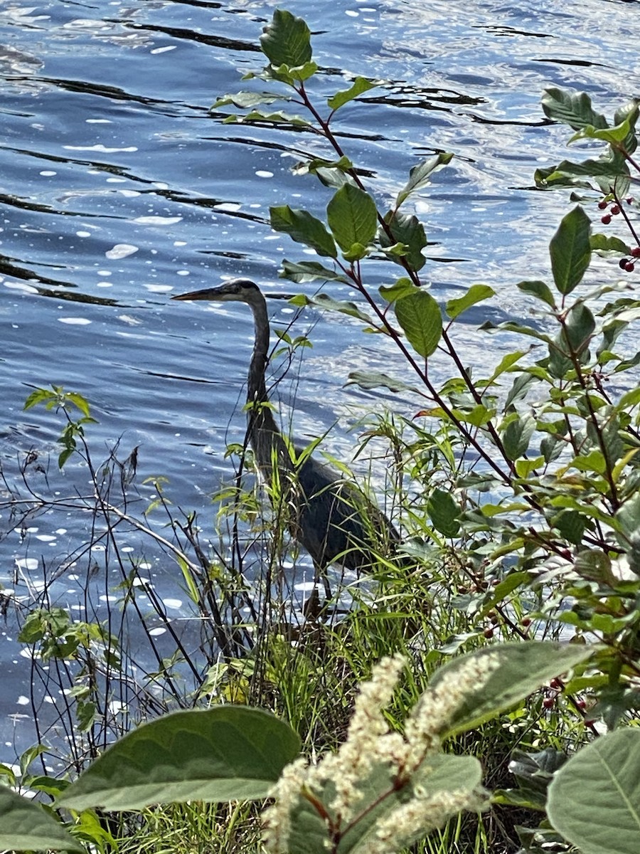 Great Blue Heron - ML368573271